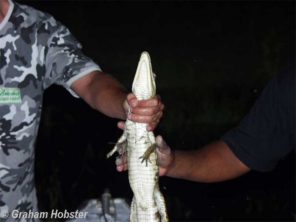 Caiman-hunt-3.jpg