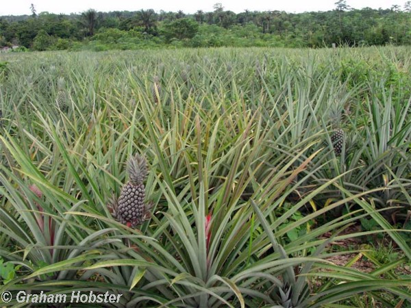 pineapple-field.jpg