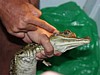 Caiman-hunt-4.jpg