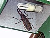 Woodcutter-beetle-1.jpg