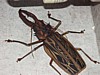Woodcutter-beetle-2.jpg
