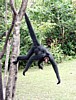spider-monkey.jpg