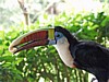 toucan-1.jpg