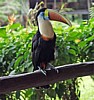 toucan-2.jpg