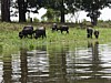 water-buffalo.jpg
