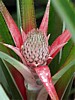 young-pineapple.jpg
