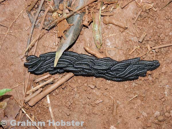 caterpillars
