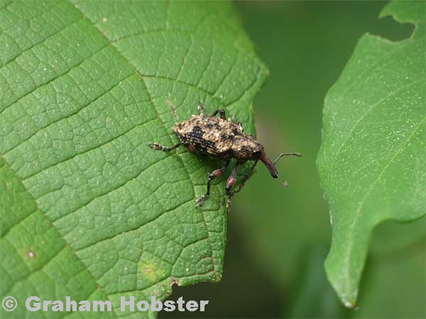 weevil