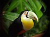 toucan.jpg