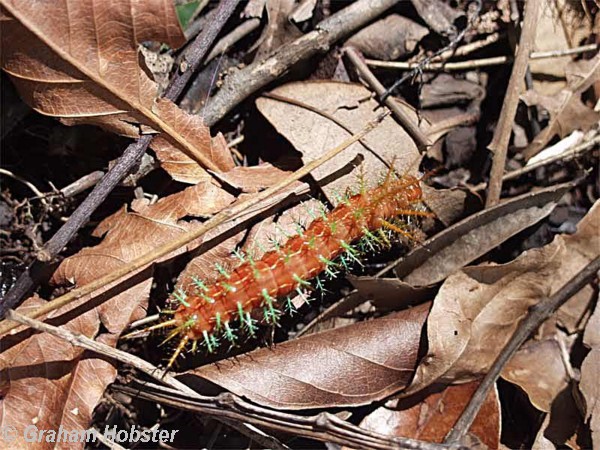 caterpillar.jpg