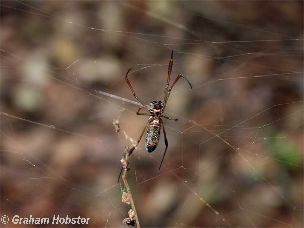 spider.jpg